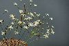 <em>Strumaria gemmata</em>